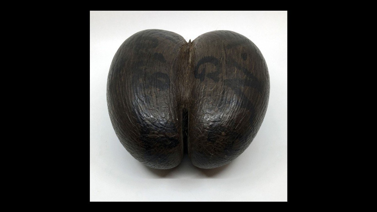 "sea  Coconut"  Seed Seychelles-photo-3