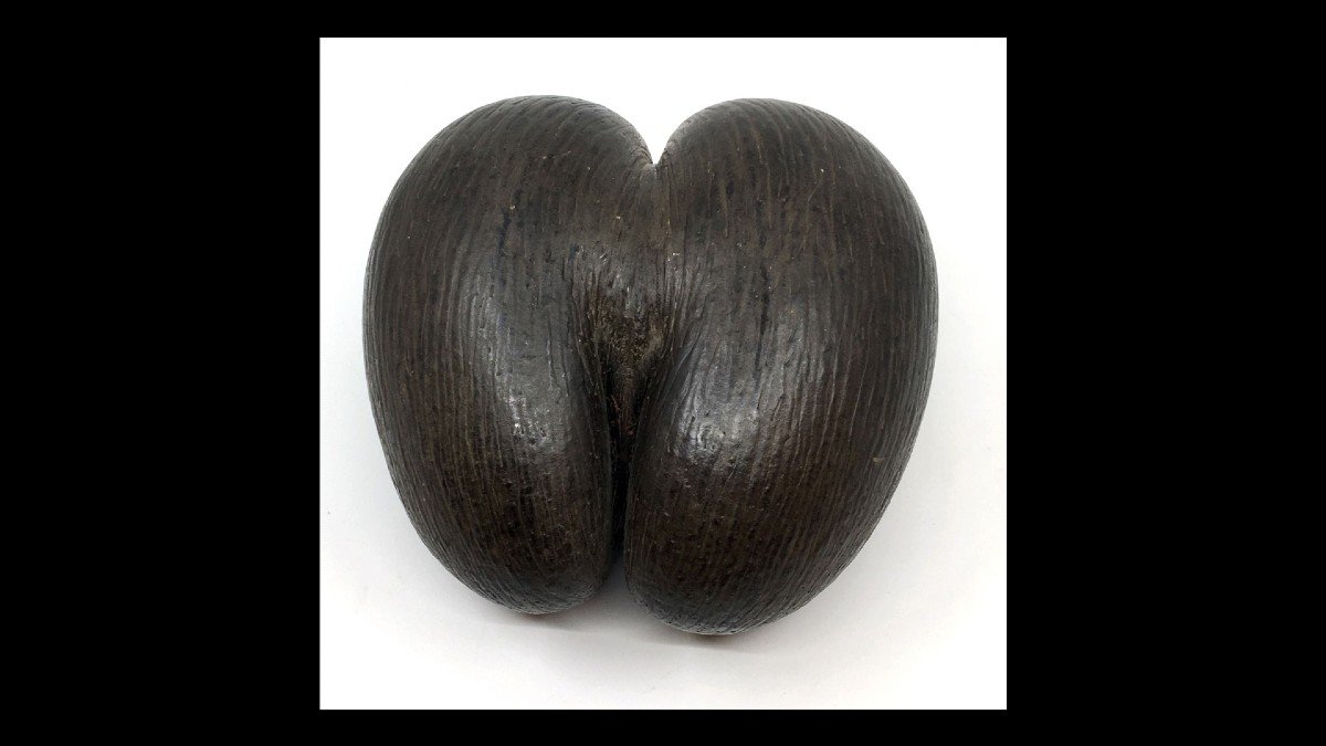 "sea  Coconut"  Seed Seychelles