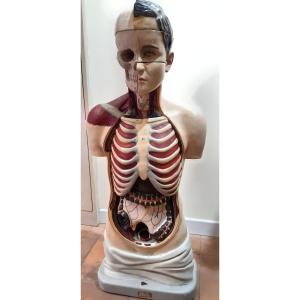 Buste Anatomique Debut 20e Siecle