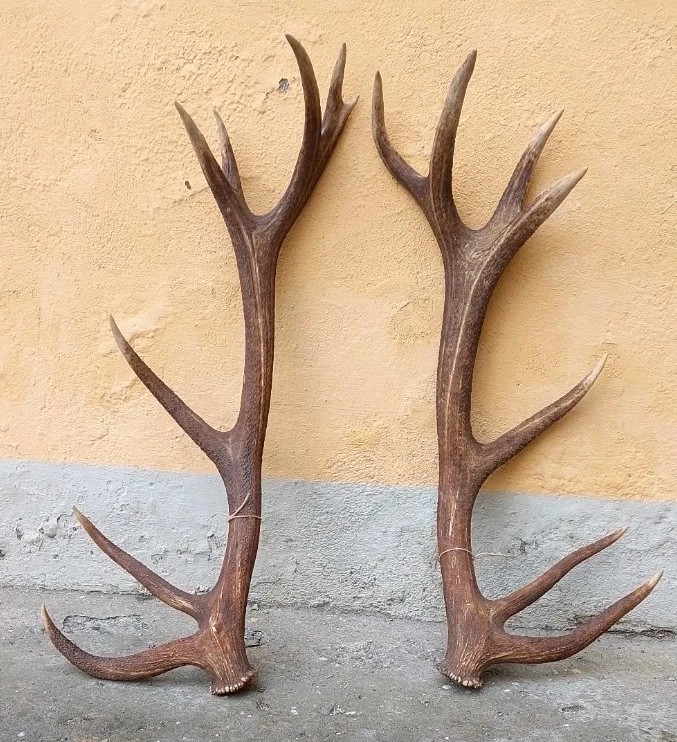Bois de cerf énorme et extrêmement rare, parfait, 8 pointes, 95 cm-photo-2