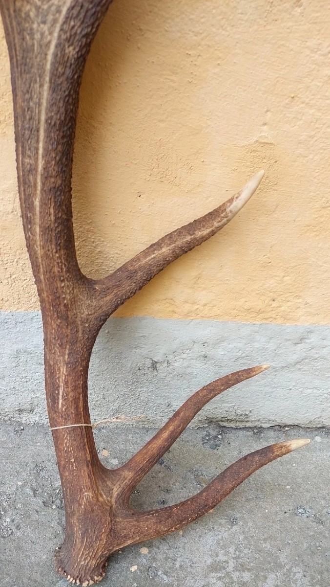 Bois de cerf énorme et extrêmement rare, parfait, 8 pointes, 95 cm-photo-3