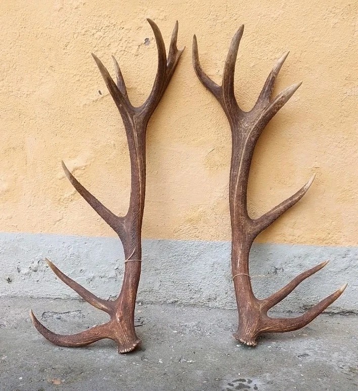 Bois de cerf énorme et extrêmement rare, parfait, 8 pointes, 95 cm-photo-4