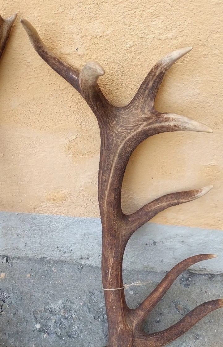 Bois de cerf énorme et extrêmement rare, parfait, 8 pointes, 95 cm-photo-1