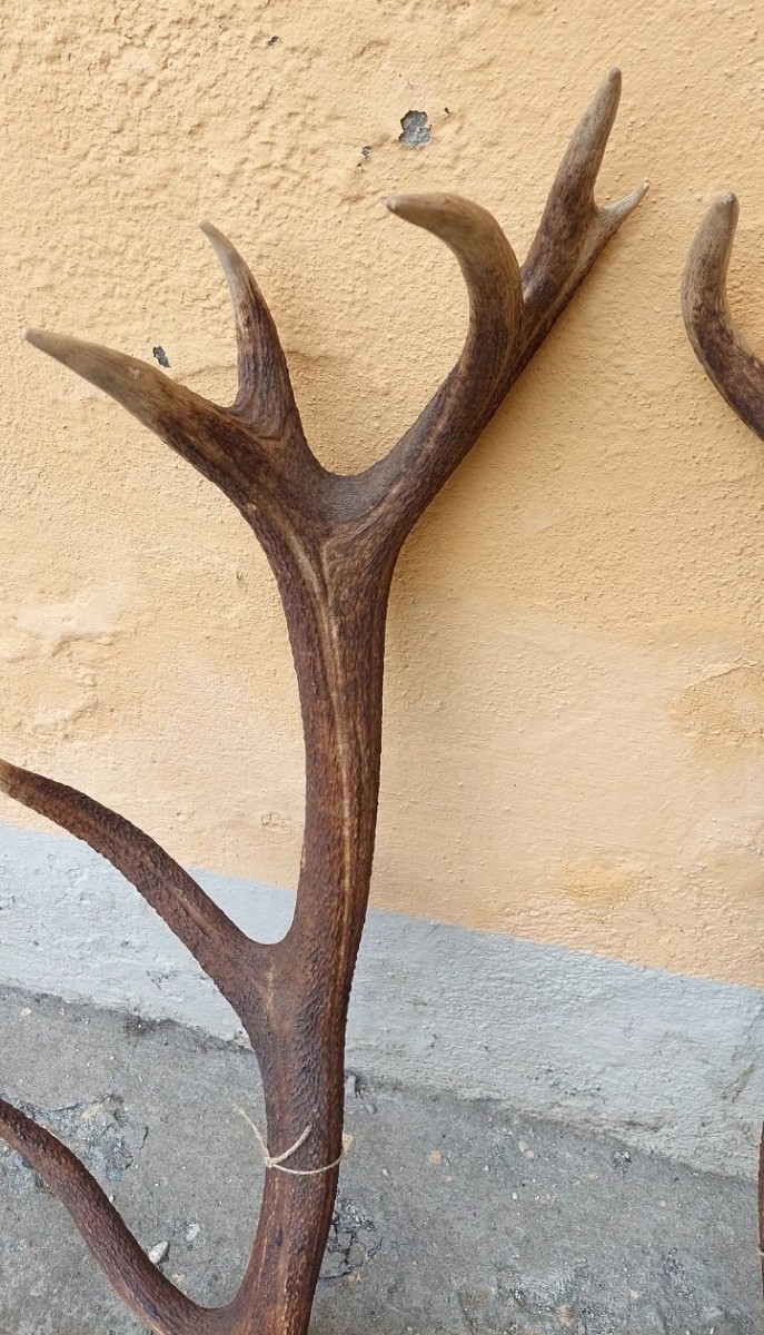 Bois de cerf énorme et extrêmement rare, parfait, 8 pointes, 95 cm-photo-2