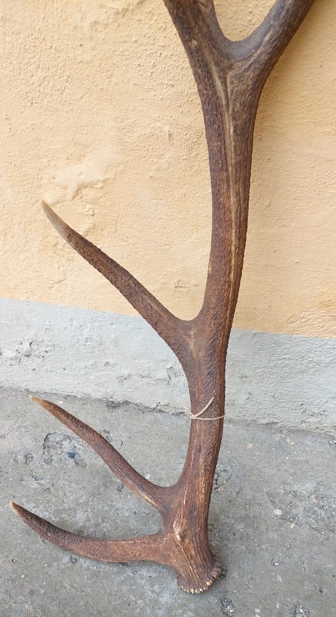 Bois de cerf énorme et extrêmement rare, parfait, 8 pointes, 95 cm-photo-3