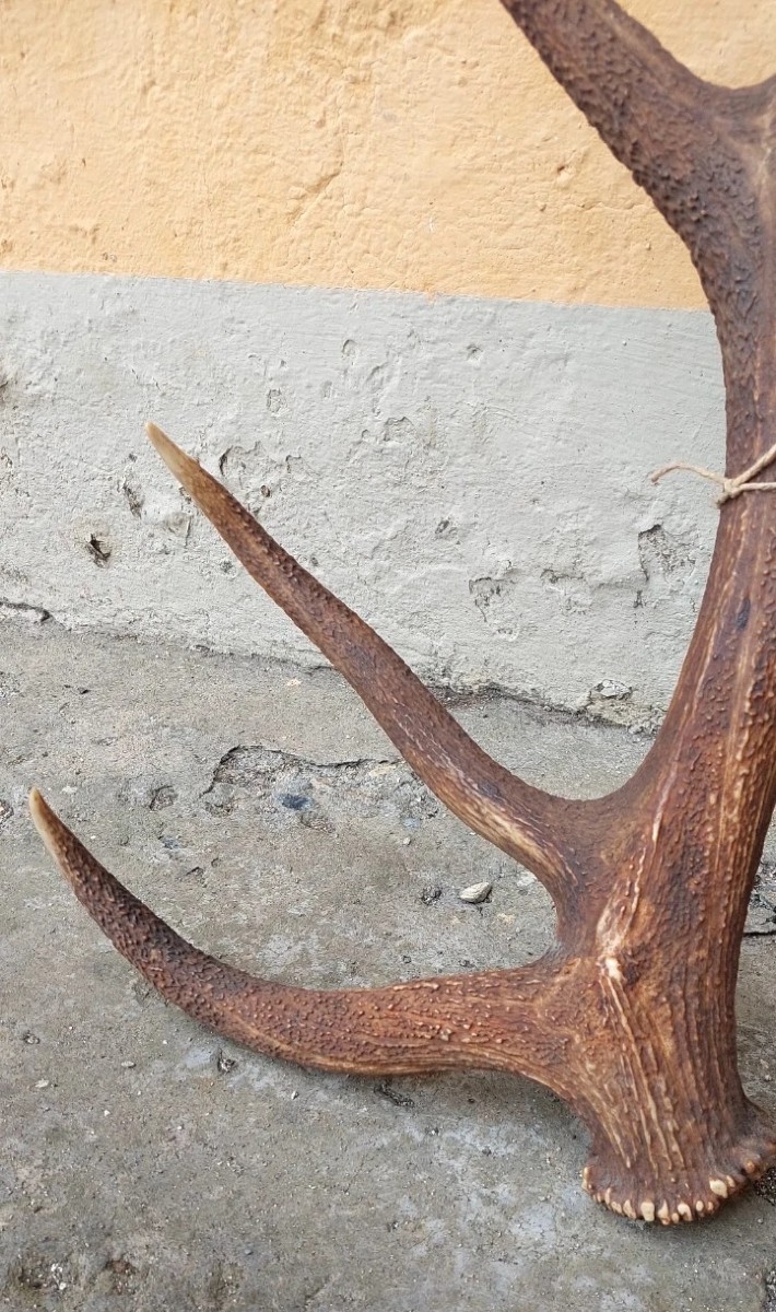 Bois de cerf énorme et extrêmement rare, parfait, 8 pointes, 95 cm-photo-4