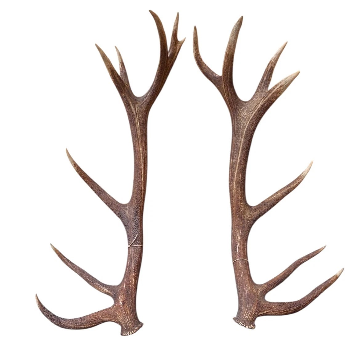 Bois de cerf énorme et extrêmement rare, parfait, 8 pointes, 95 cm