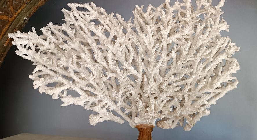 Corail blanc antique sur socle laqué-photo-2