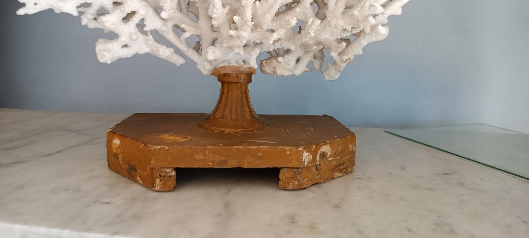 Corail blanc antique sur socle laqué-photo-3