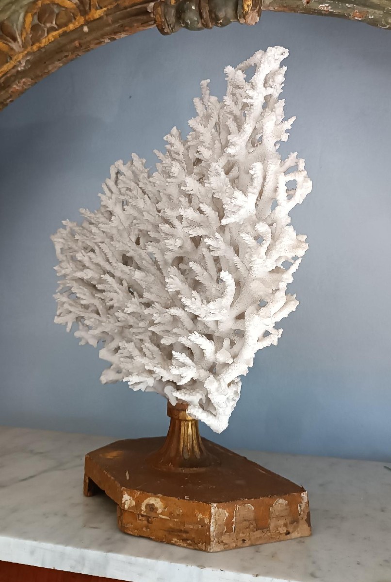 Corail blanc antique sur socle laqué-photo-4