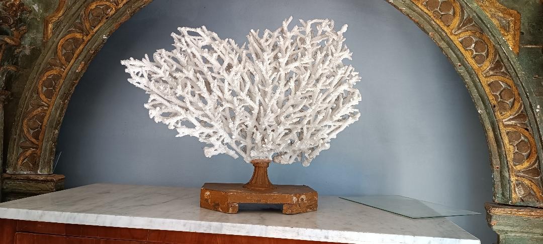 Corail blanc antique sur socle laqué-photo-1