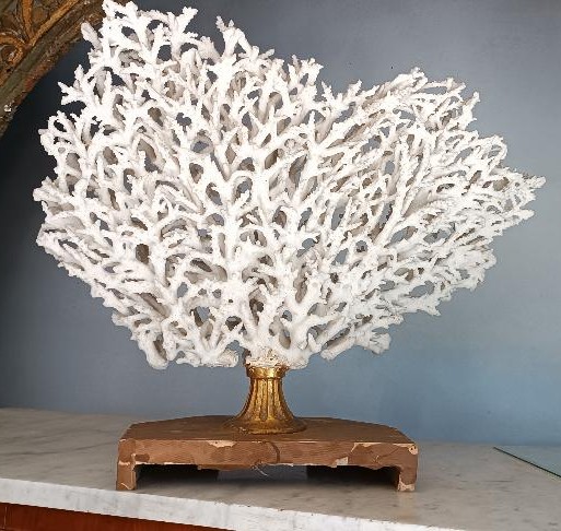 Corail blanc antique sur socle laqué-photo-2
