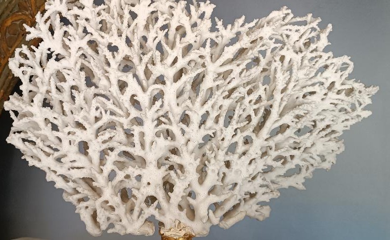 Corail blanc antique sur socle laqué-photo-3