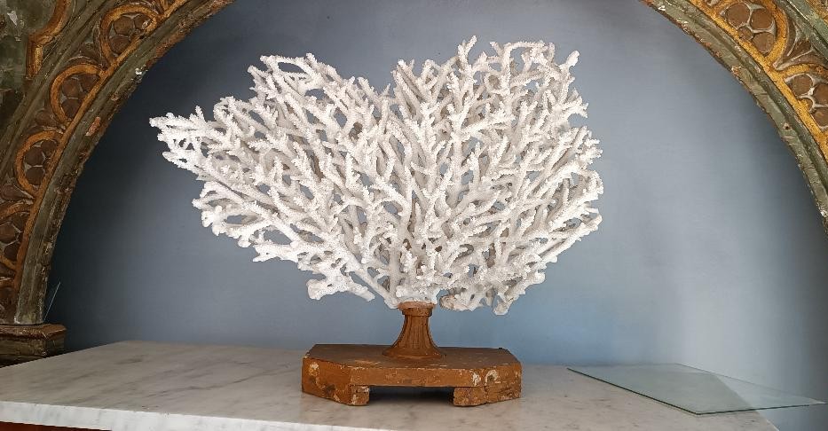 Corail blanc antique sur socle laqué
