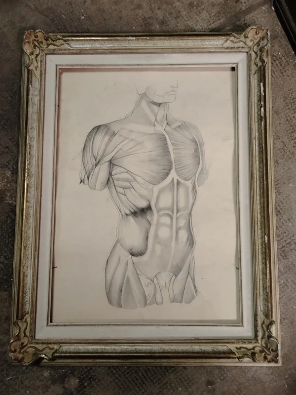 Old Anatomical Pencil Drawing-photo-2