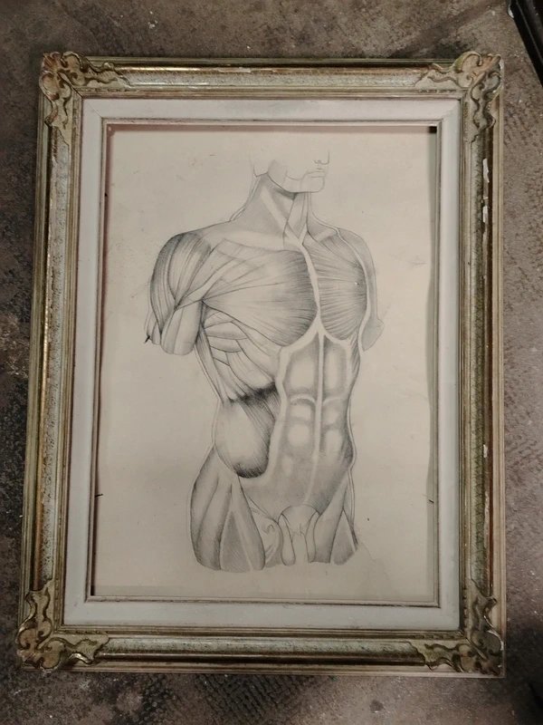 Old Anatomical Pencil Drawing-photo-3