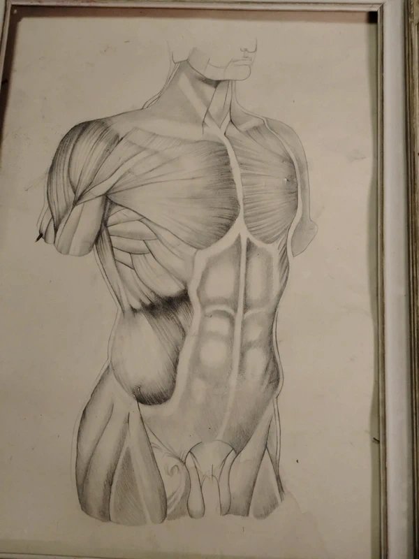 Old Anatomical Pencil Drawing-photo-4