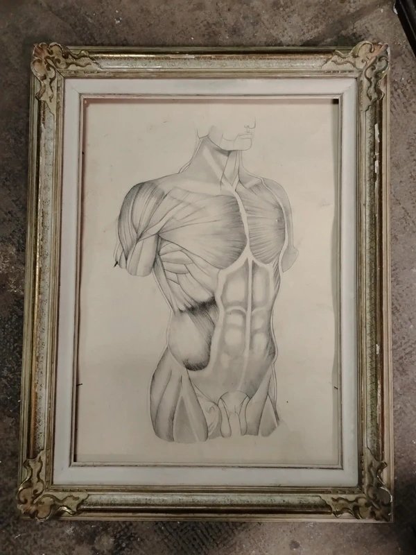 Old Anatomical Pencil Drawing-photo-4