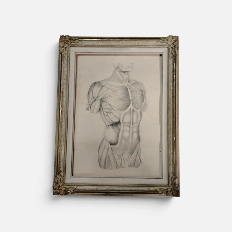 Old Anatomical Pencil Drawing