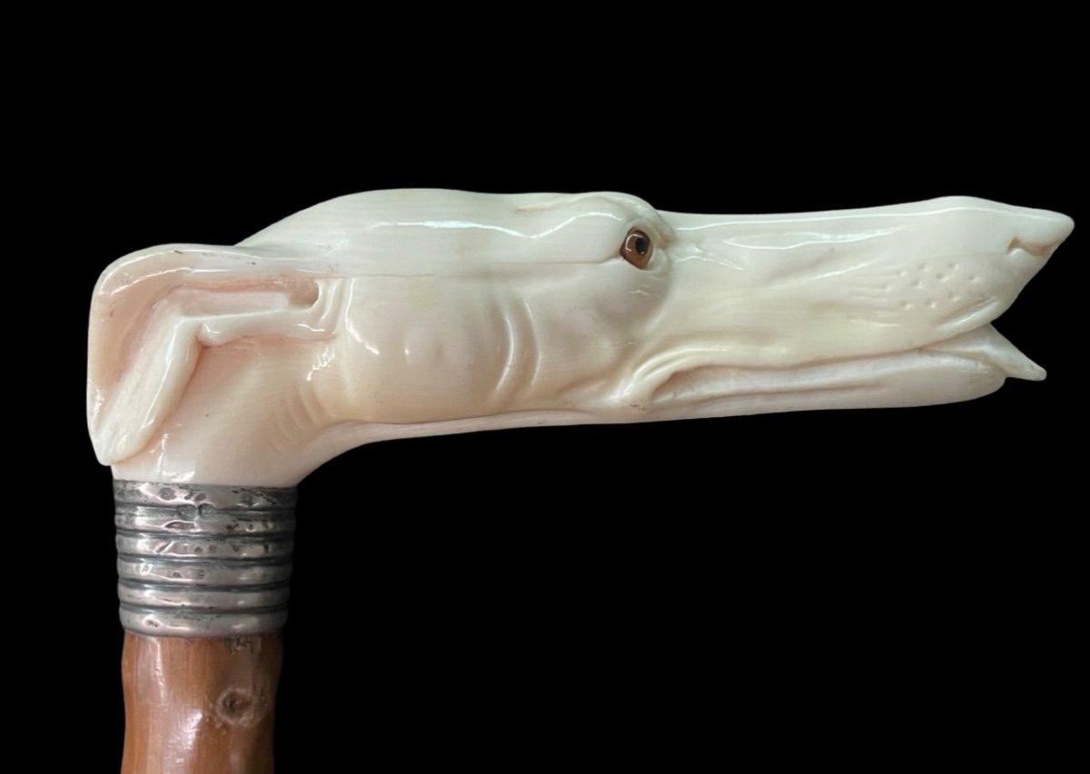 Stick With Ivory Handle In The Shape Of A Greyhound Dog's Head. -photo-2