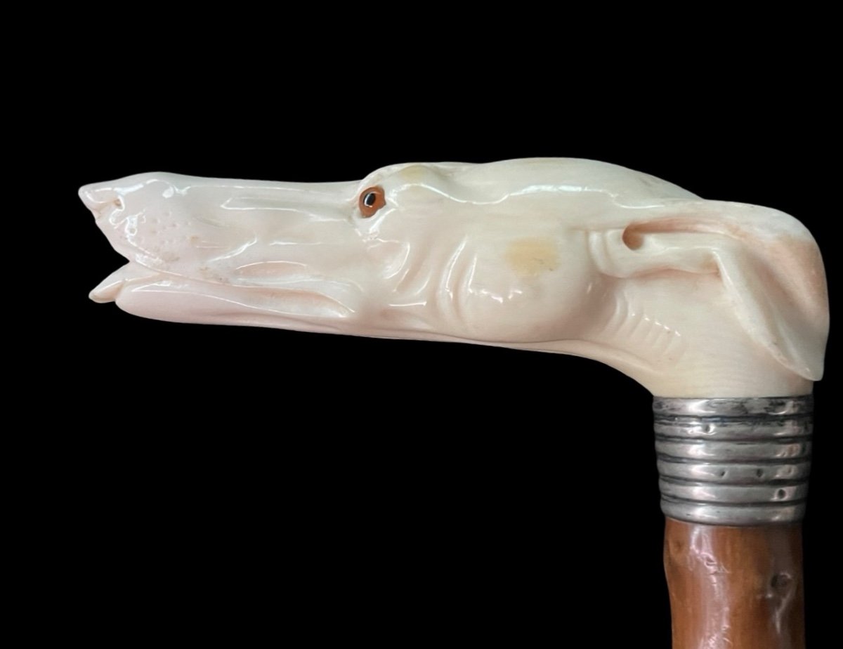 Stick With Ivory Handle In The Shape Of A Greyhound Dog's Head. -photo-3