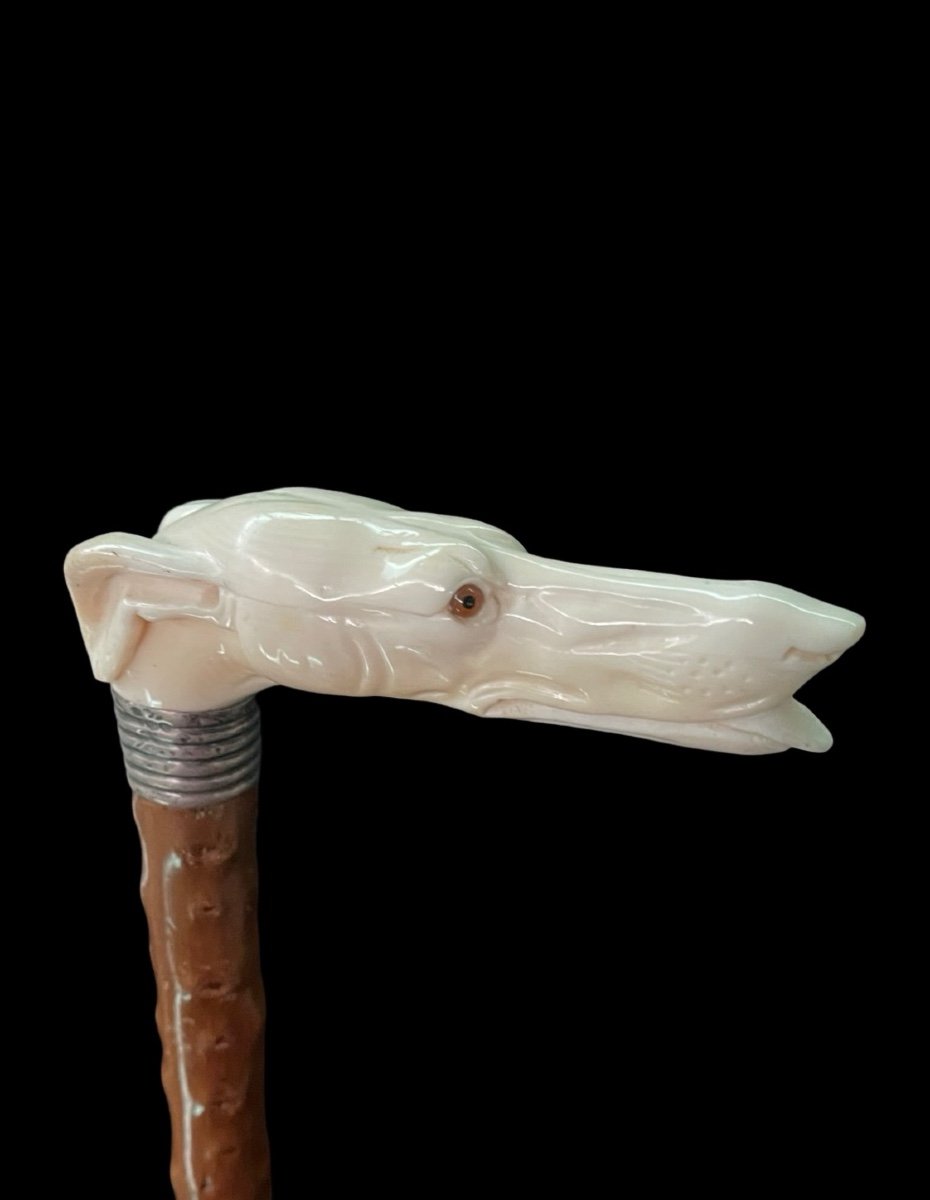 Stick With Ivory Handle In The Shape Of A Greyhound Dog's Head. 