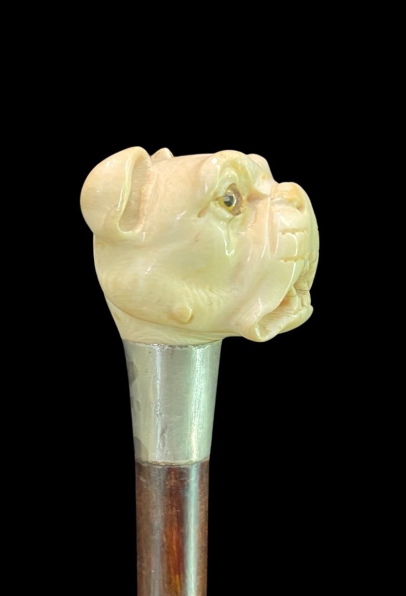 Stick With Ivory Knob Depicting The Head Of A Molossian Dog. -photo-4