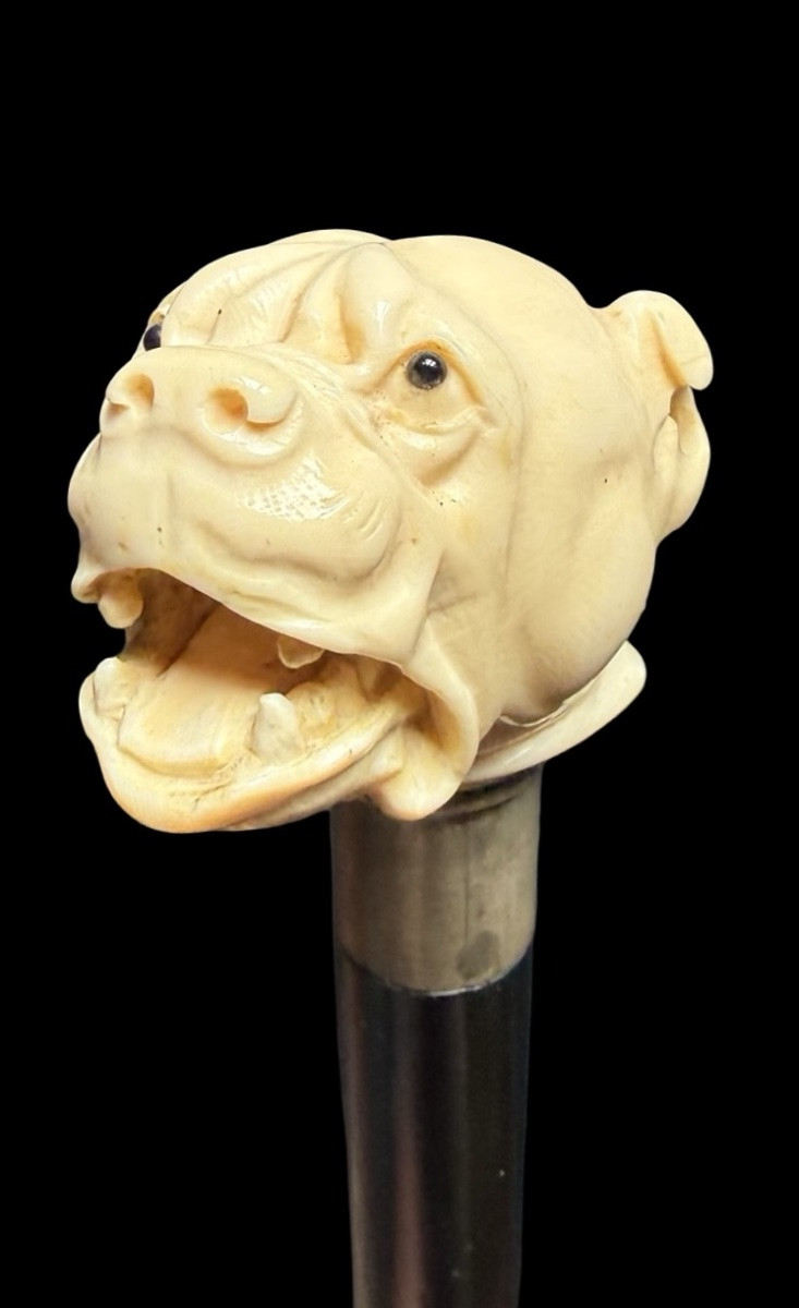 Walking Stick With Ivory Knob Depicting A Mastiff Dog. -photo-4