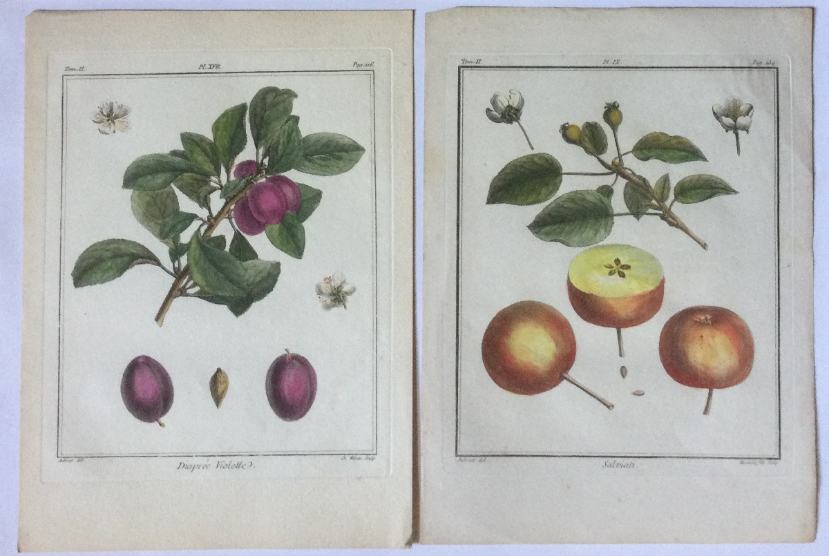 Duhamel du Monceau, huit gravures, 18ème siècle.-photo-2