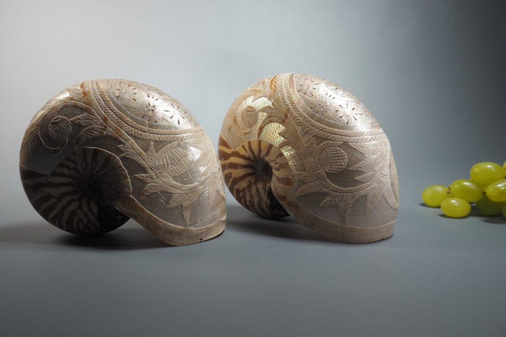  Nautilus Shells, Engraving. -photo-2