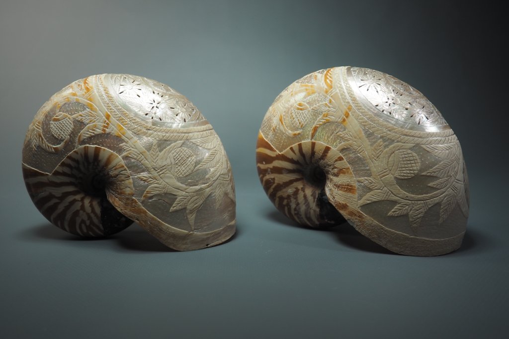  Nautilus Shells, Engraving. -photo-4