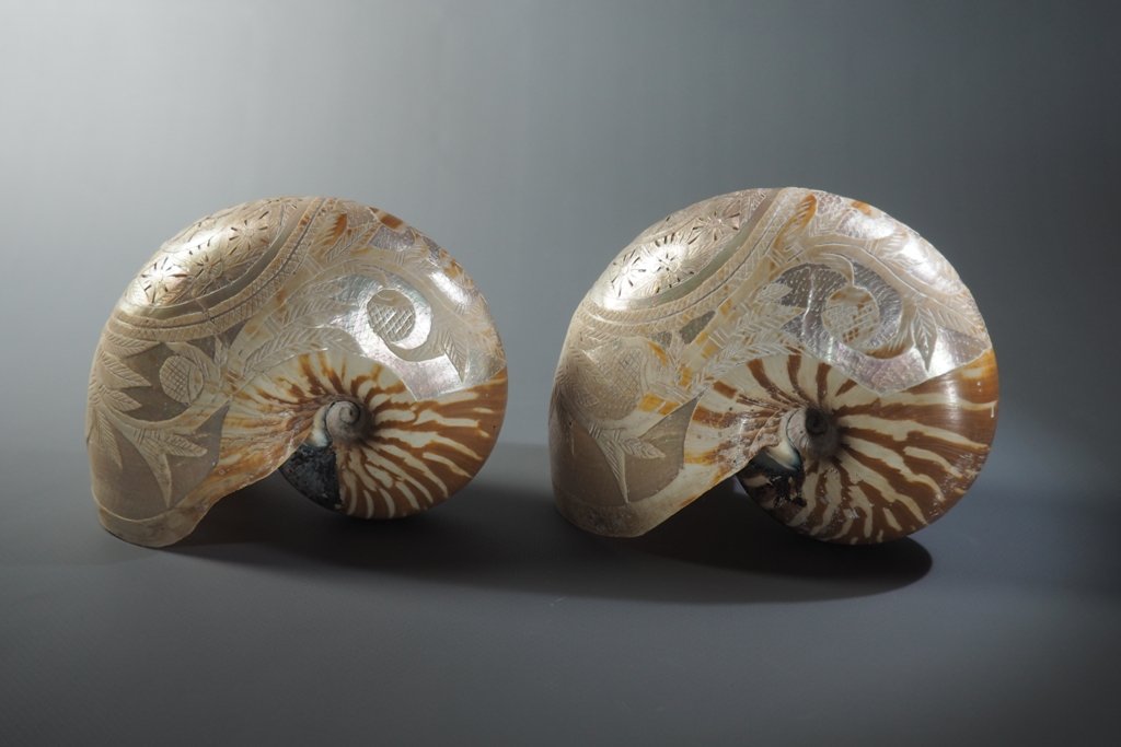  Nautilus Shells, Engraving. 