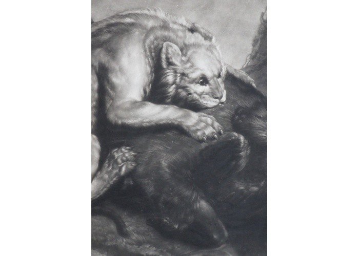 Gravure "Le lion et le sanglier" XVIII John Boydell-photo-1