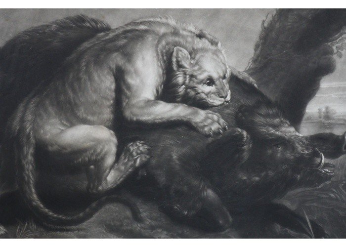 Gravure "Le lion et le sanglier" XVIII John Boydell