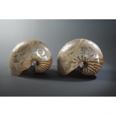  Nautilus Shells, Engraving. 