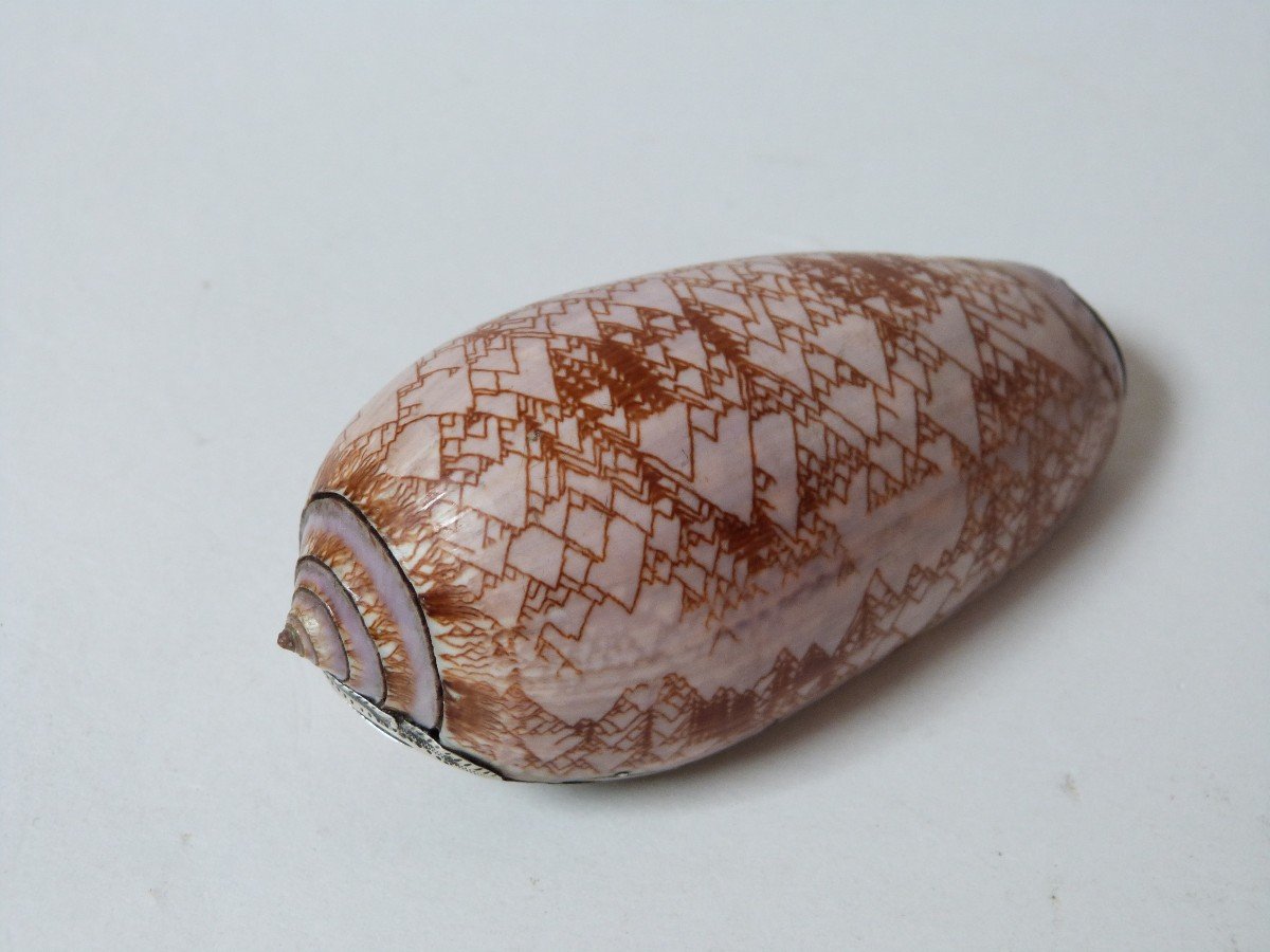 Tabatière Coquillage Et Argent Massif époque Empire Début XIXe Rare Oliva Porphyria-photo-2