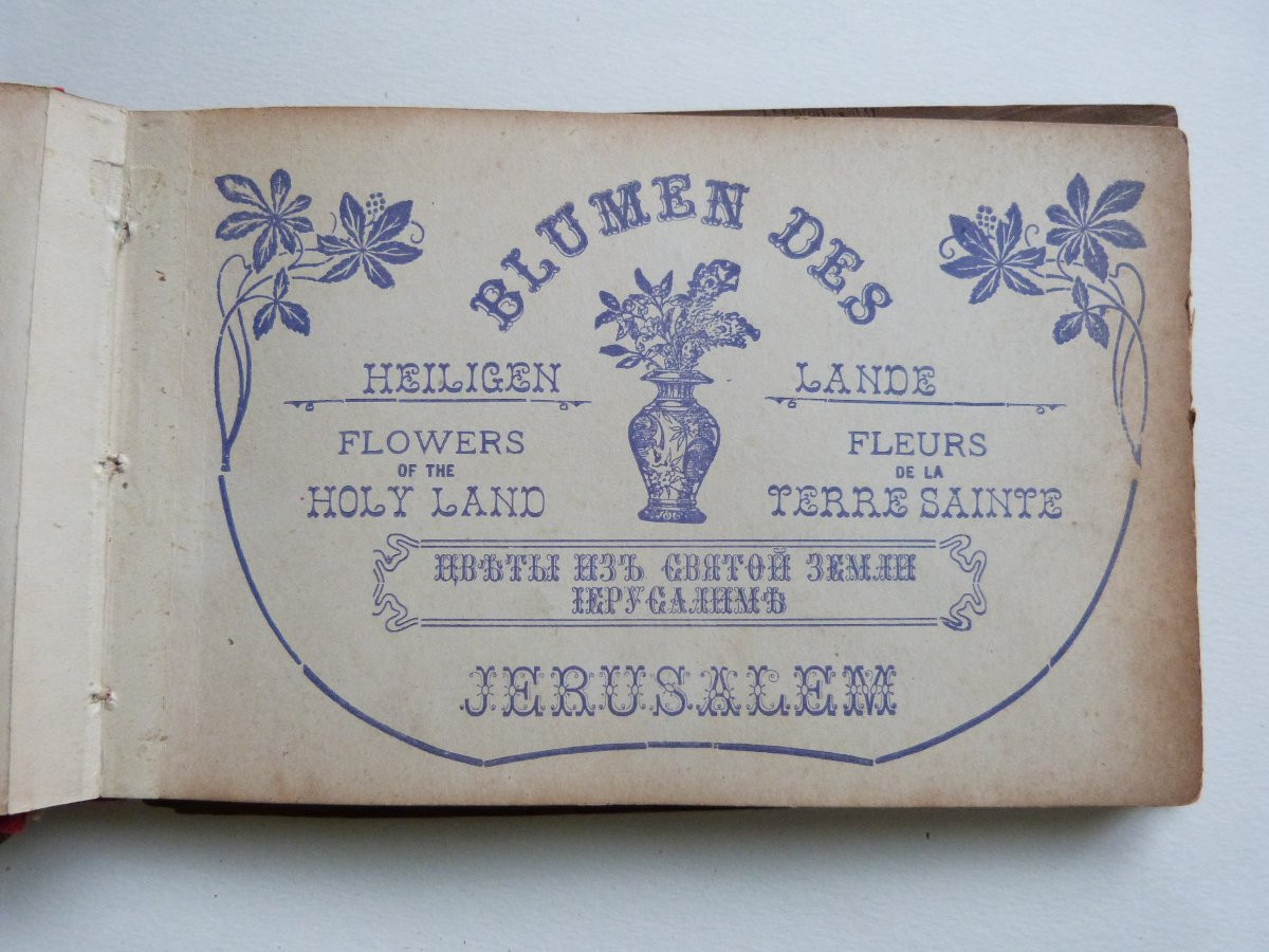 Herbier de Jérusalem fleurs de terre sainte album vers 1900-photo-3