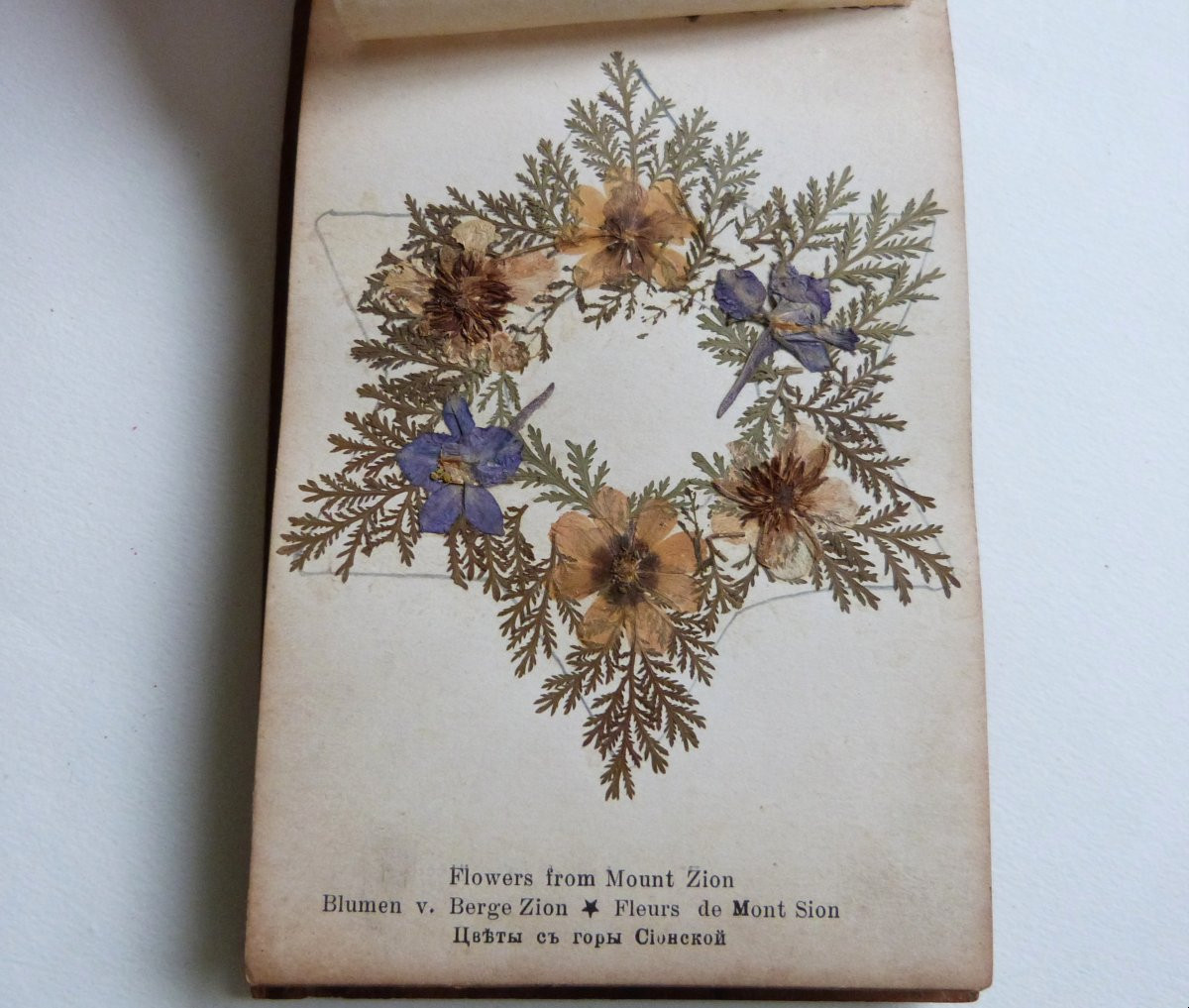 Herbier de Jérusalem fleurs de terre sainte album vers 1900-photo-4