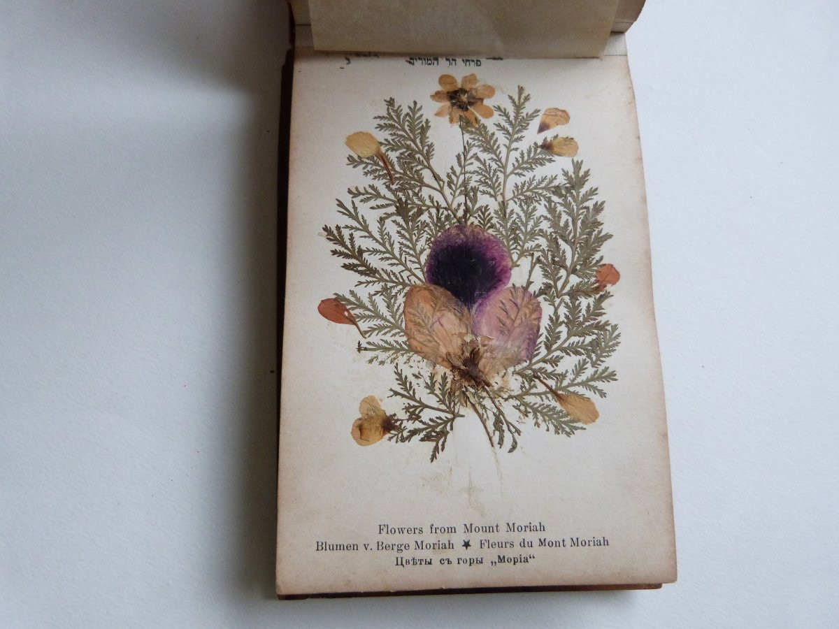 Herbier de Jérusalem fleurs de terre sainte album vers 1900-photo-1