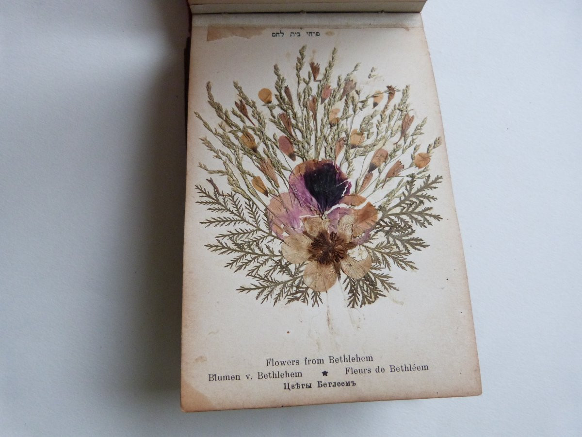 Herbier de Jérusalem fleurs de terre sainte album vers 1900-photo-2