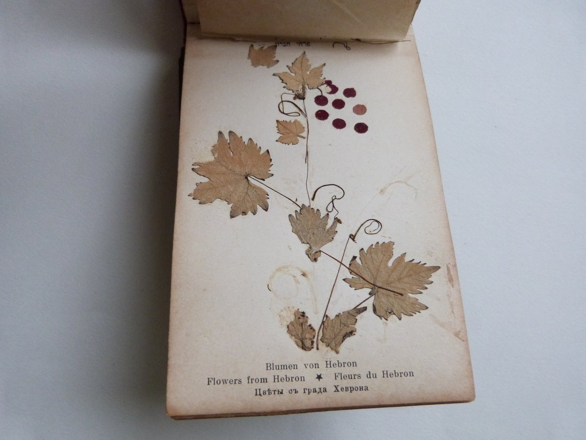 Herbier de Jérusalem fleurs de terre sainte album vers 1900-photo-3