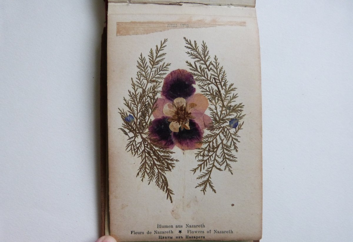 Herbier de Jérusalem fleurs de terre sainte album vers 1900-photo-4