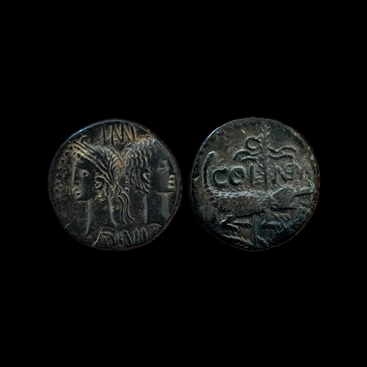 Nemausus “crocodile” As — Certificate Of Authenticity