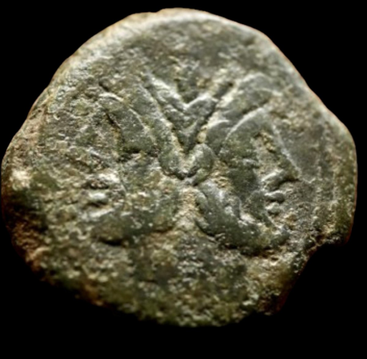 Rare as janiforme de Murena — Certificat d’authenticité-photo-2