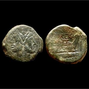 Rare as janiforme de Murena — Certificat d’authenticité