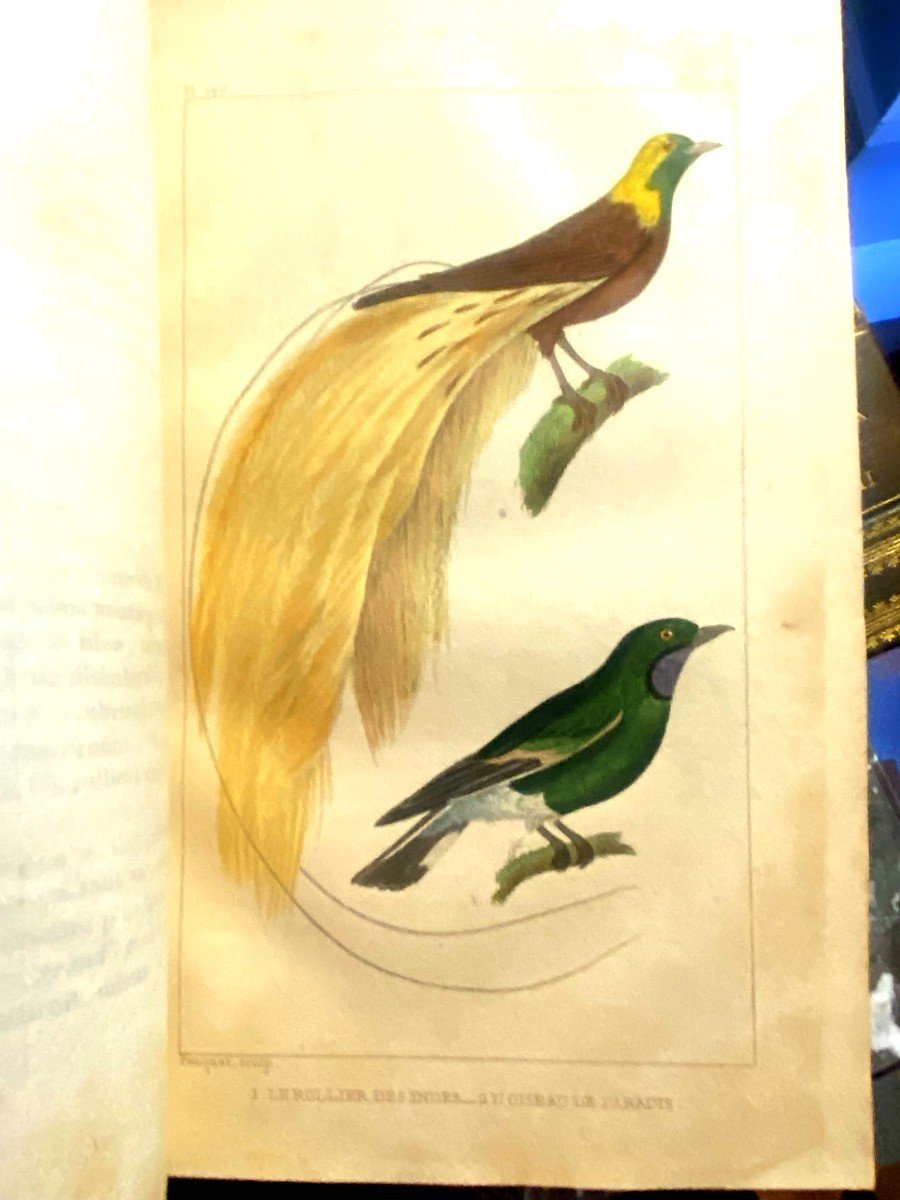 Complete Works Of Buffon Augmented By Cuvier 29volumes In 8 Color Engravings, 1831, Paris-photo-5