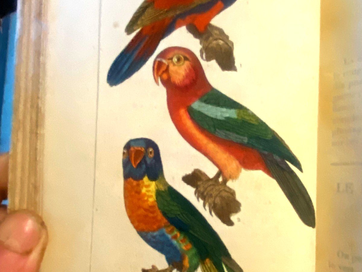 Complete Works Of Buffon Augmented By Cuvier 29volumes In 8 Color Engravings, 1831, Paris-photo-7