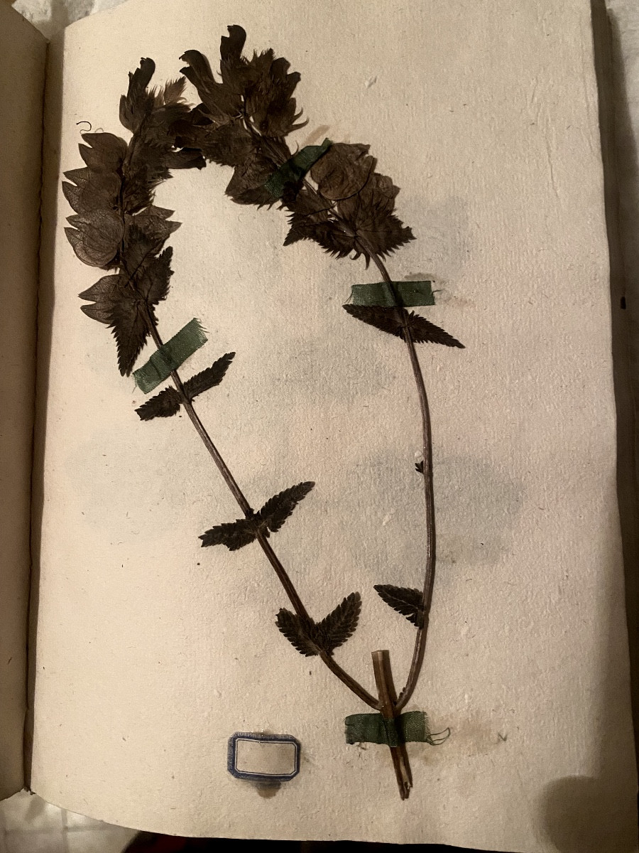Délicat Herbier de 1774 reliure velin du Curé de Coursan avec divers plantes, sign de soie étiq-photo-3