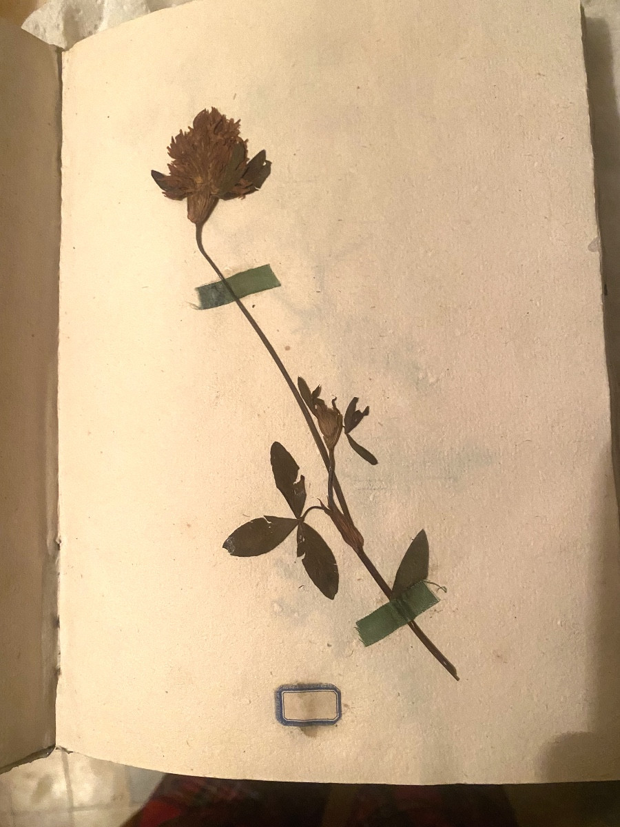 Délicat Herbier de 1774 reliure velin du Curé de Coursan avec divers plantes, sign de soie étiq-photo-1