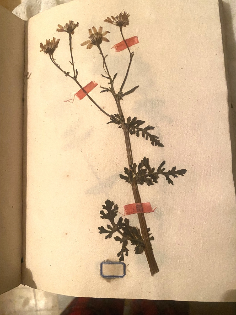 Délicat Herbier de 1774 reliure velin du Curé de Coursan avec divers plantes, sign de soie étiq-photo-2